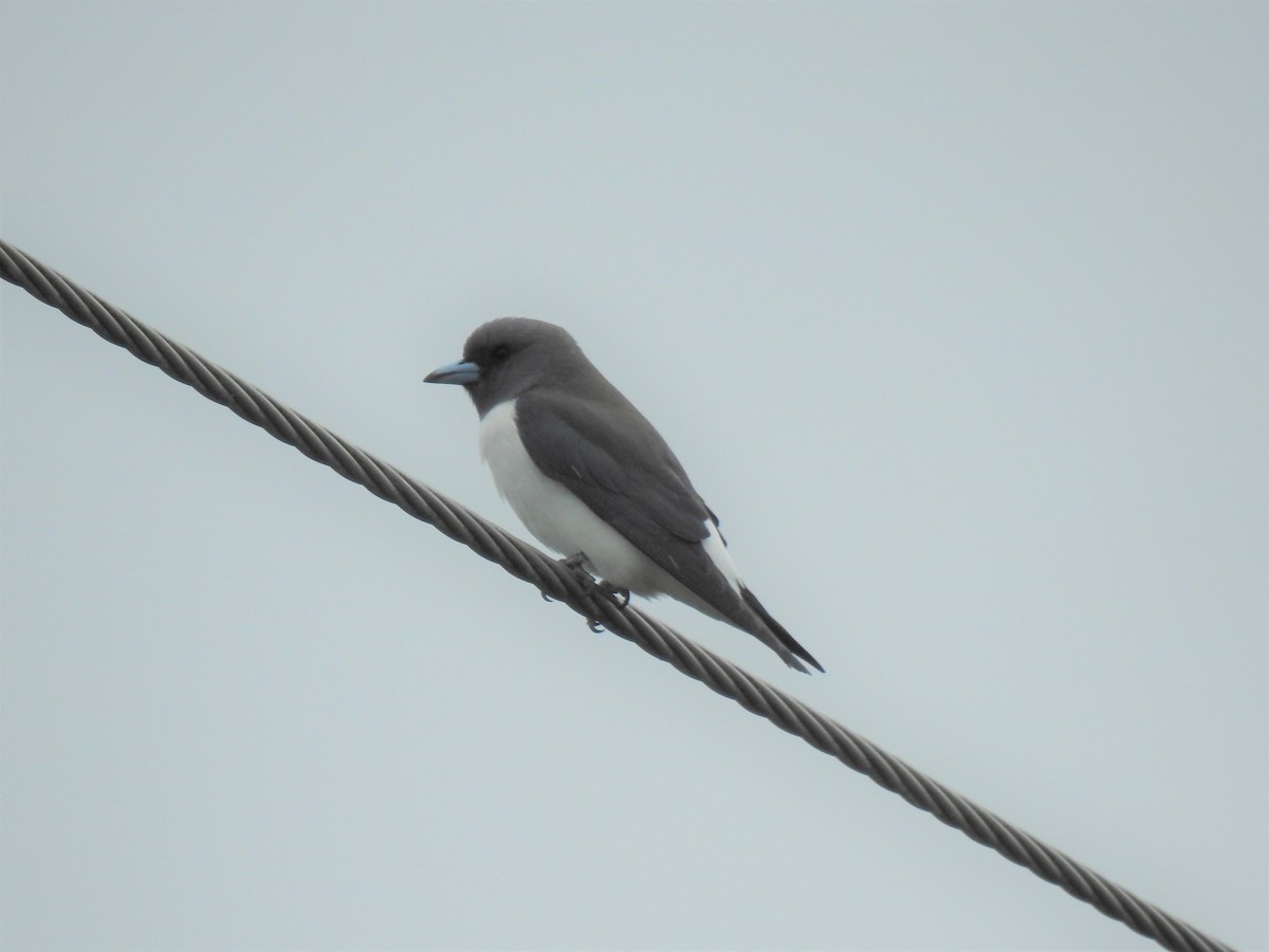 White-breasted Woodswallow - ML619754758