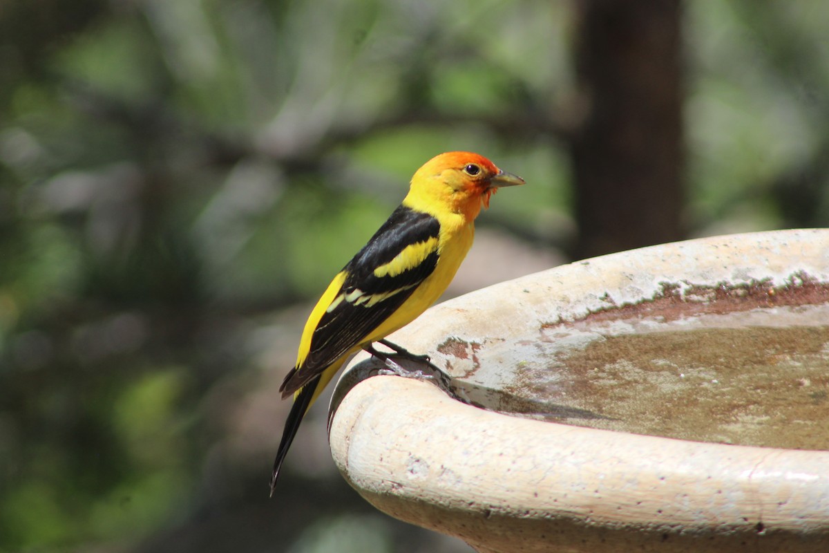 Western Tanager - ML619754760