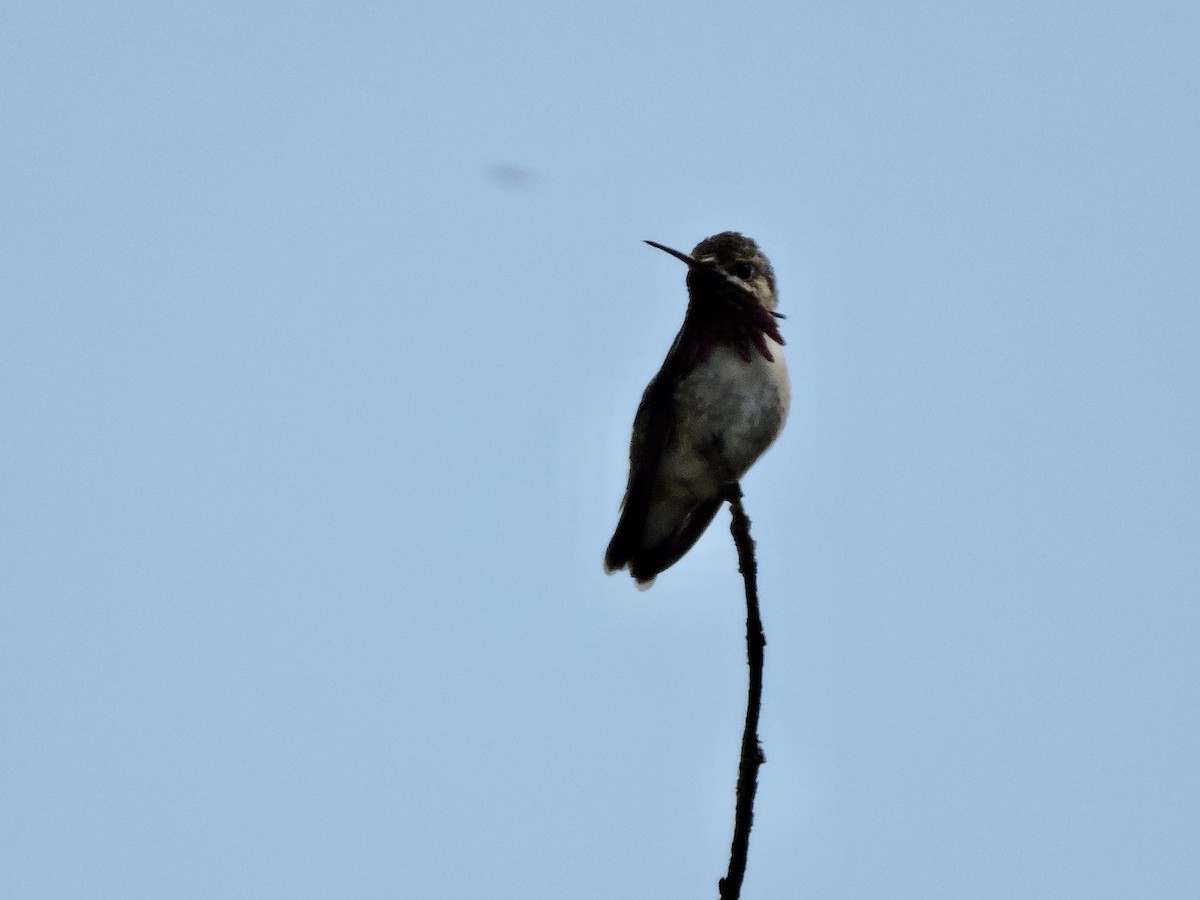 Calliope Hummingbird - ML619754769