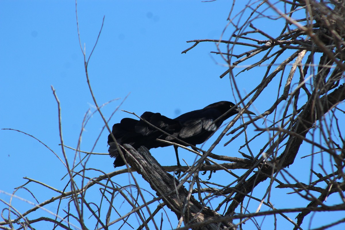 Great-tailed Grackle - ML619754780