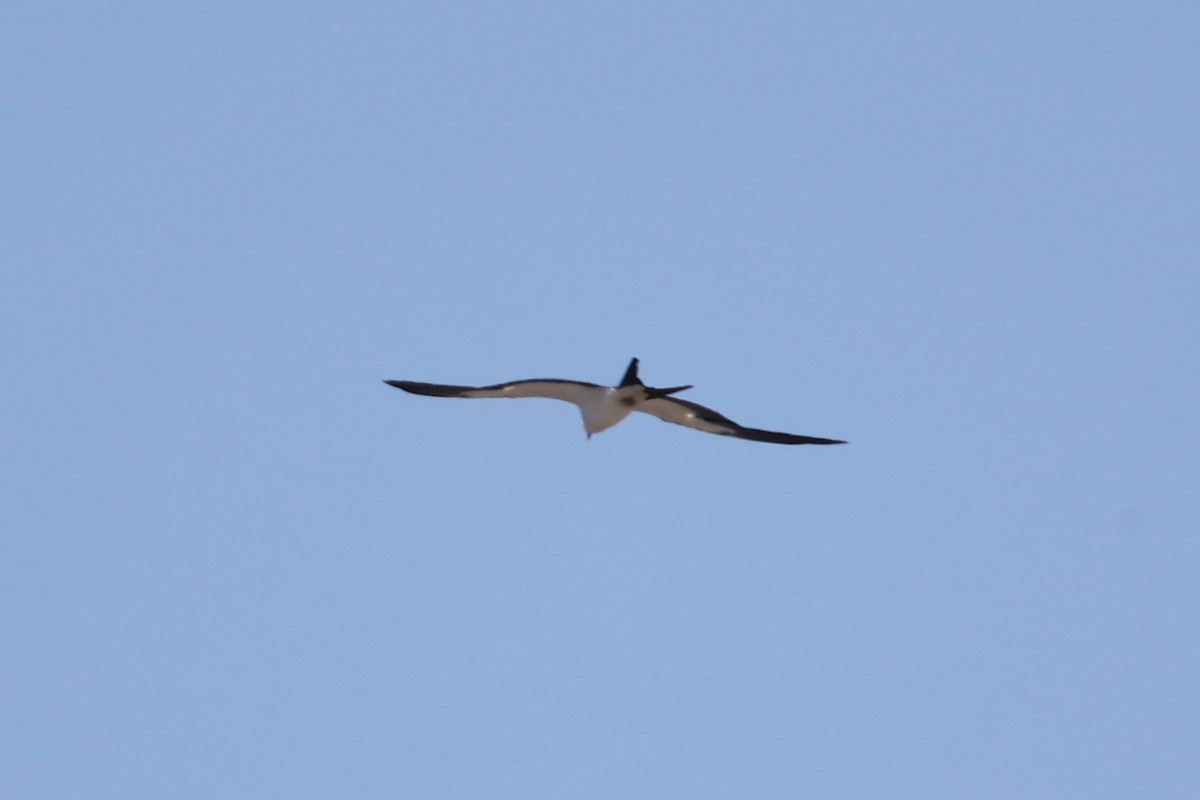 Swallow-tailed Kite - ML619754875
