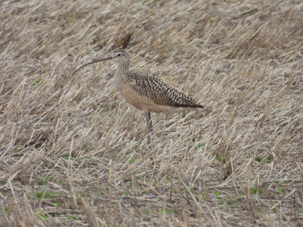 Long-billed Curlew - ML619754876