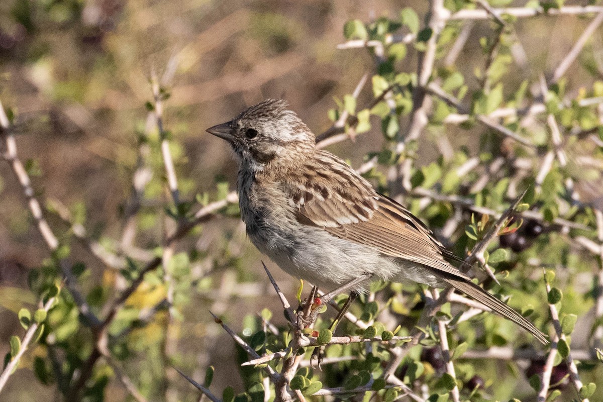 Rufous-collared Sparrow - ML619754885