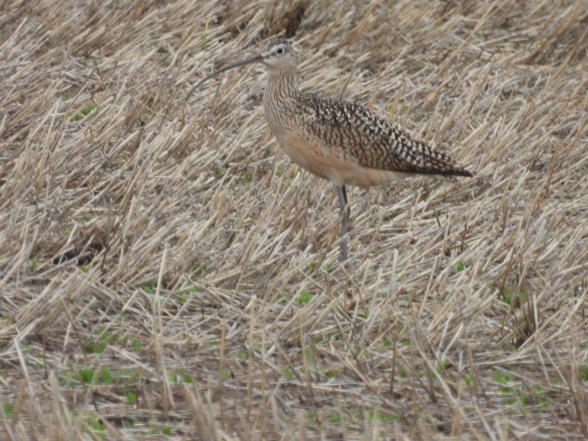 Long-billed Curlew - ML619754895