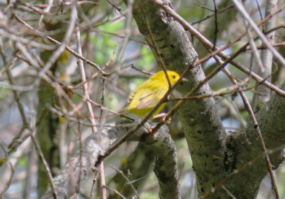 Yellow Warbler - ML619754917