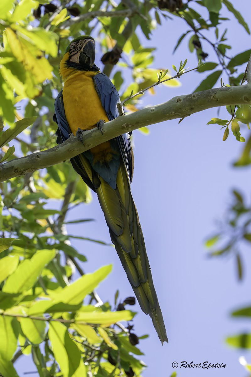Blue-and-yellow Macaw - ML619754926