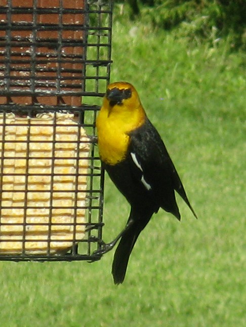 Yellow-headed Blackbird - ML619754927