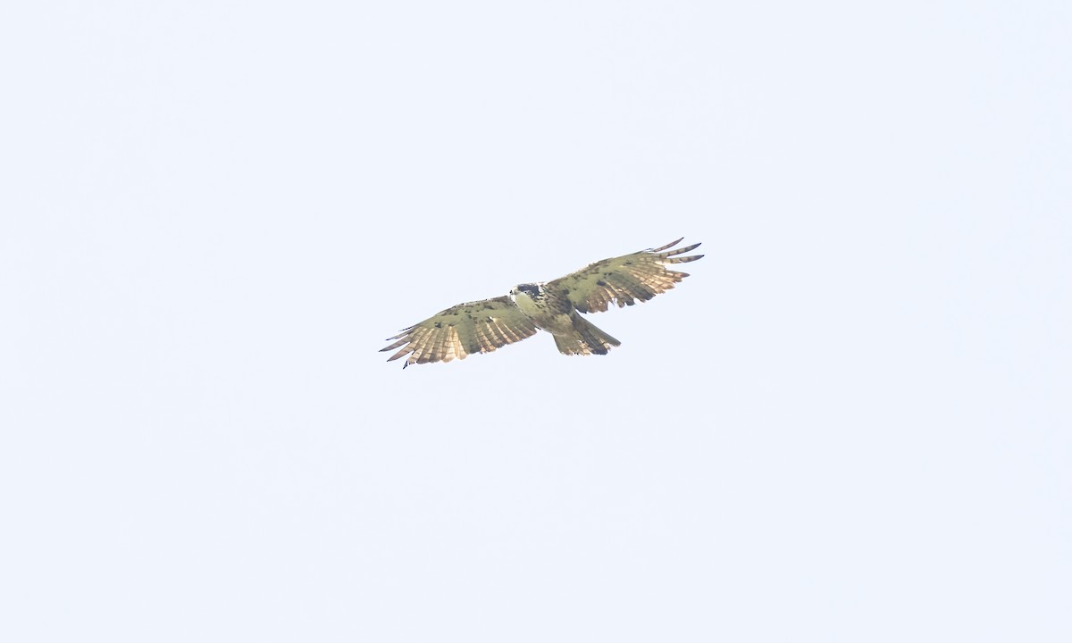 Rufous-bellied Eagle - ML619754930