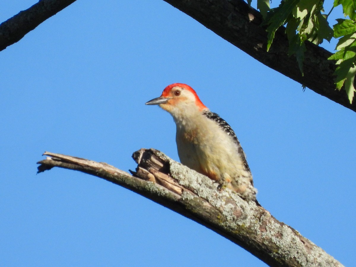 Red-bellied Woodpecker - ML619754937