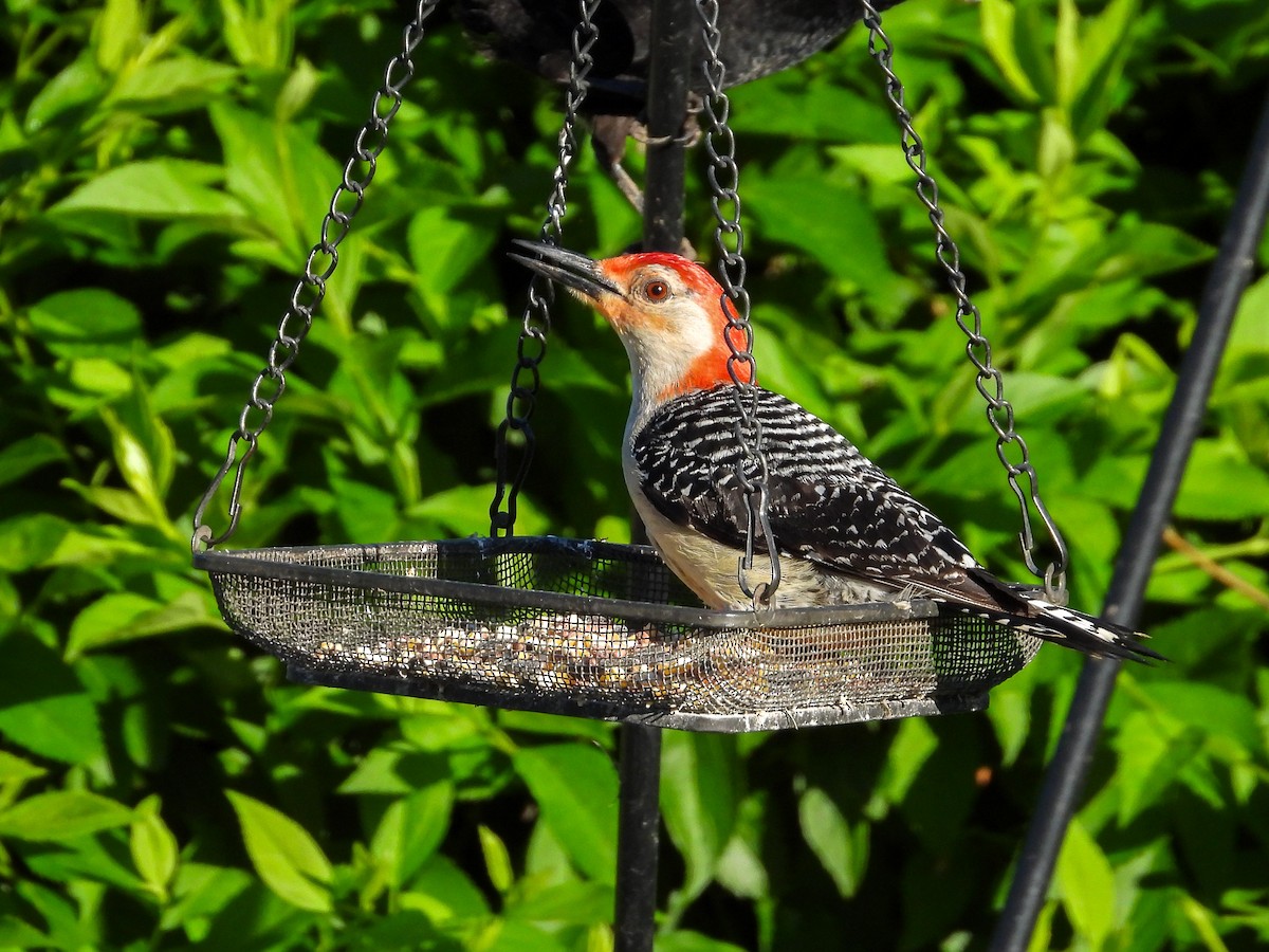 Red-bellied Woodpecker - ML619754938