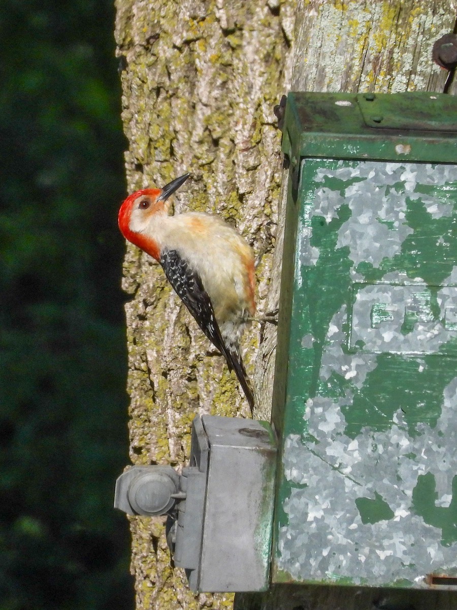 Red-bellied Woodpecker - ML619754939