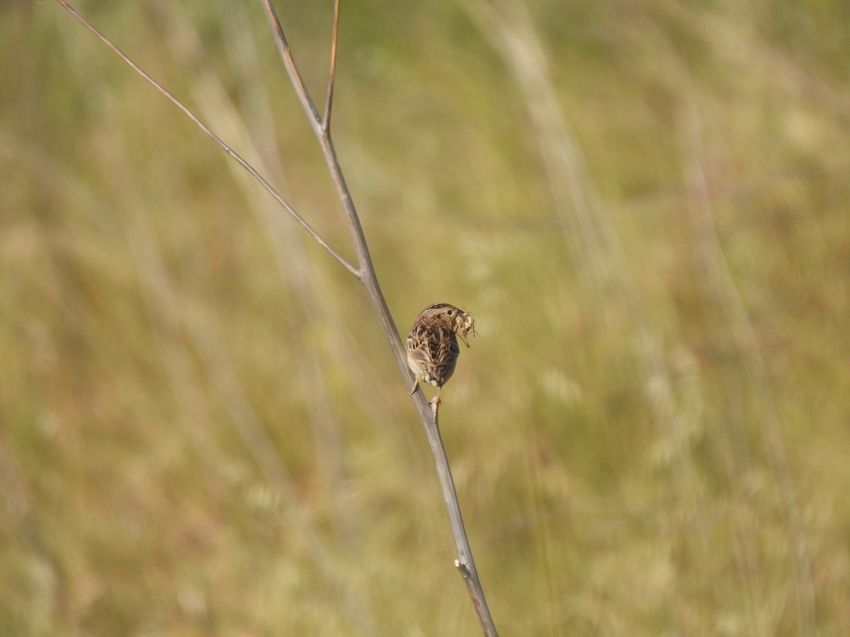 Grasshopper Sparrow - ML619754977