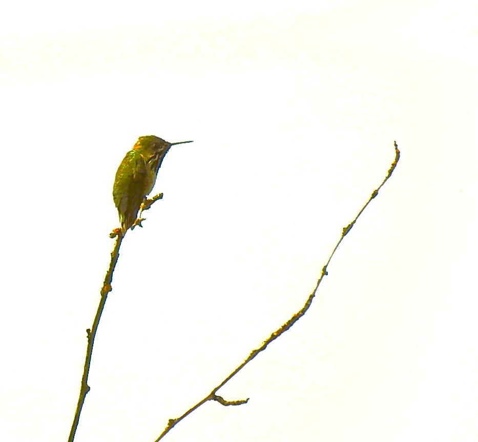 Calliope Hummingbird - ML619755001