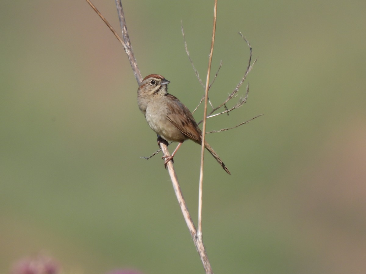 Rufous-crowned Sparrow - ML619755050
