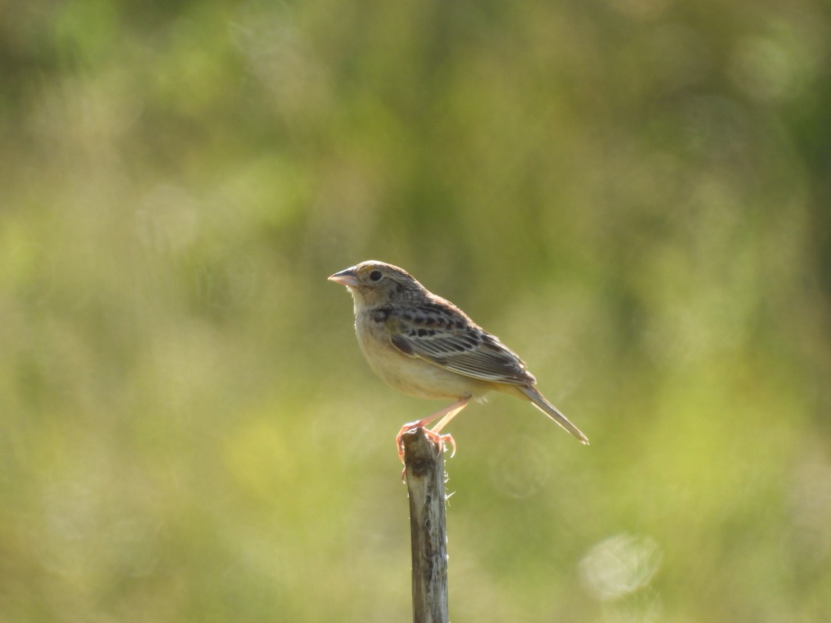 Grasshopper Sparrow - ML619755073