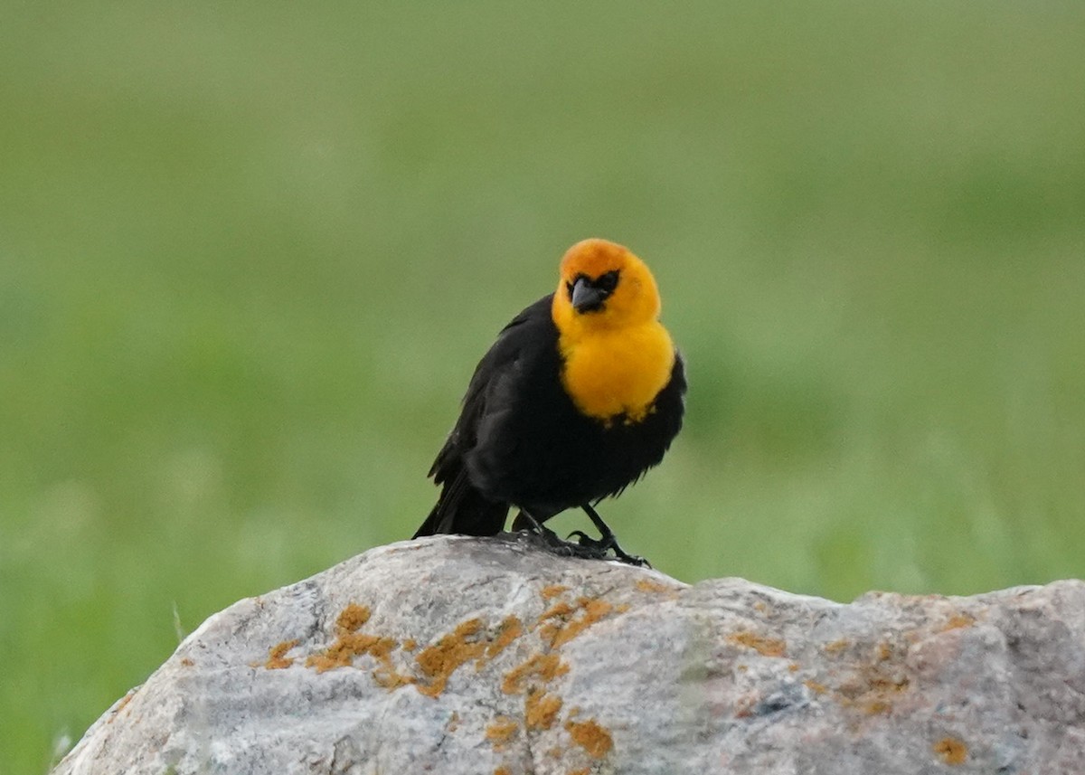 Yellow-headed Blackbird - ML619755074