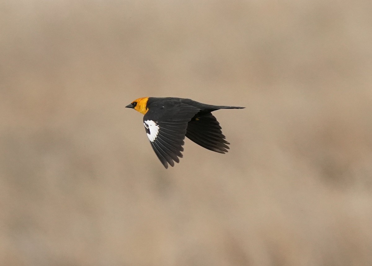 Yellow-headed Blackbird - ML619755089