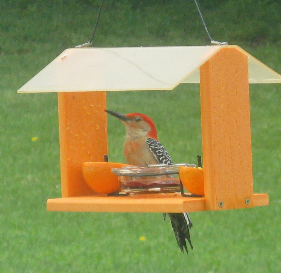 Red-bellied Woodpecker - ML619755106