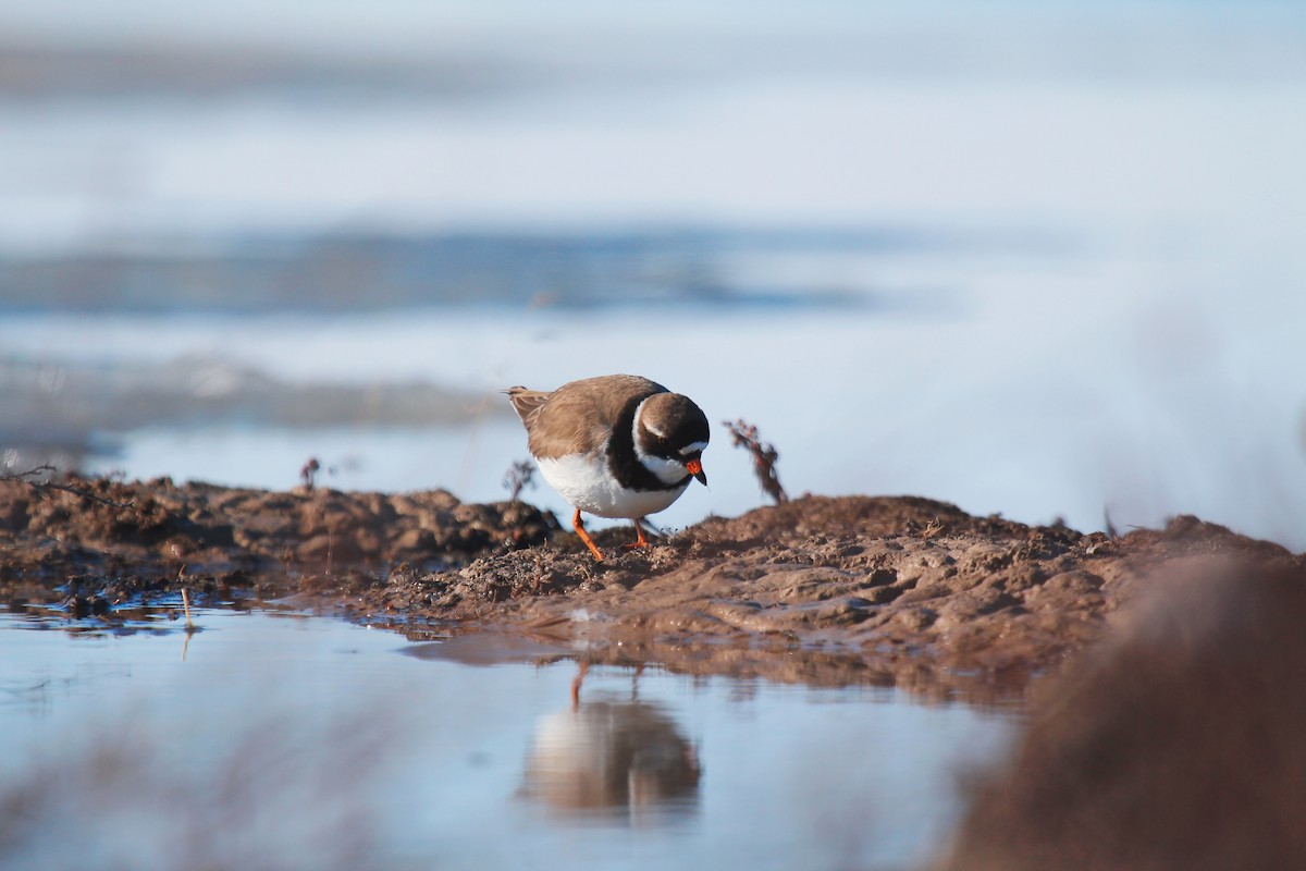 Semipalmated Plover - ML619755178