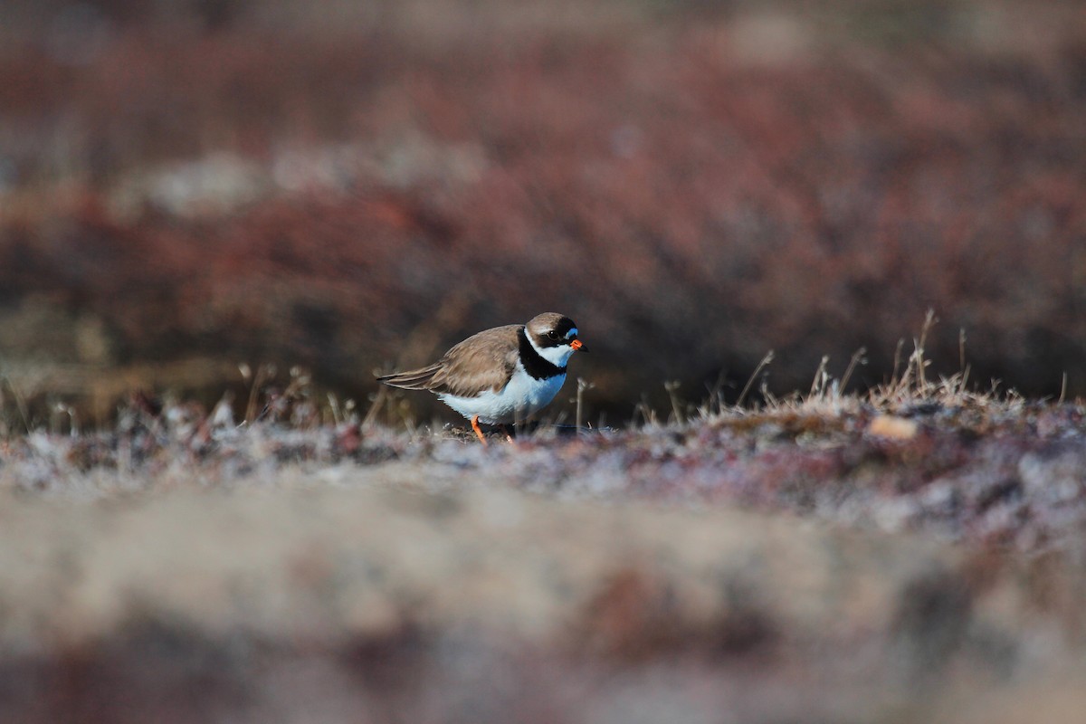 Semipalmated Plover - ML619755179