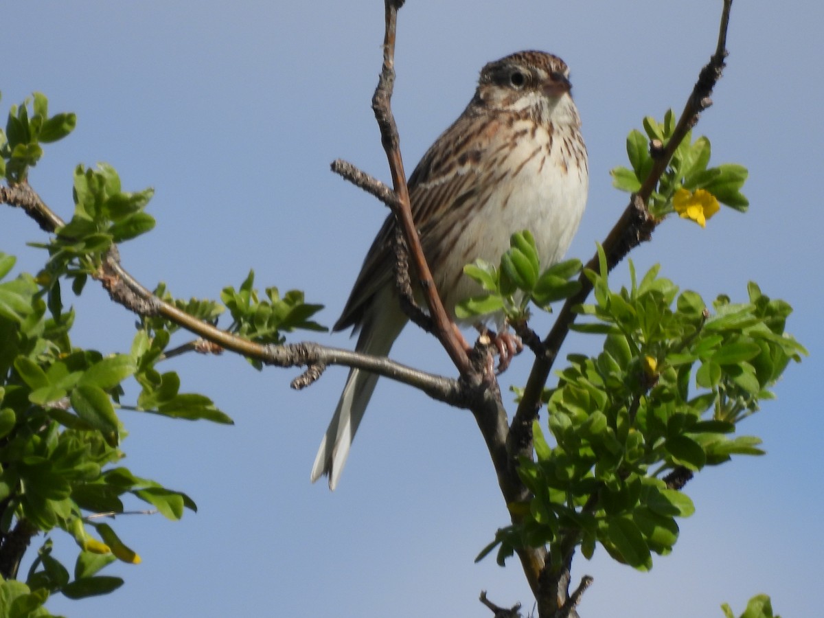 Vesper Sparrow - ML619755223