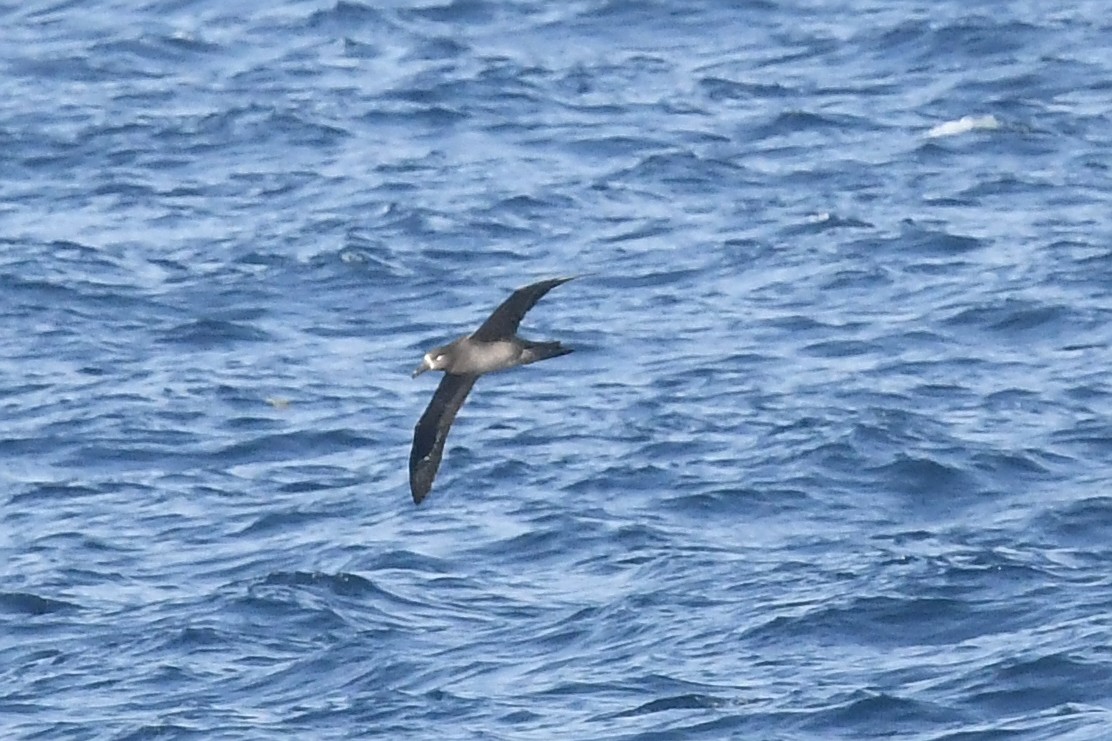 Black-footed Albatross - ML619755272