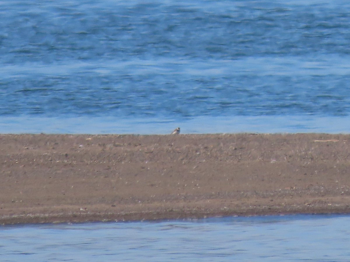 Piping Plover - ML619755299