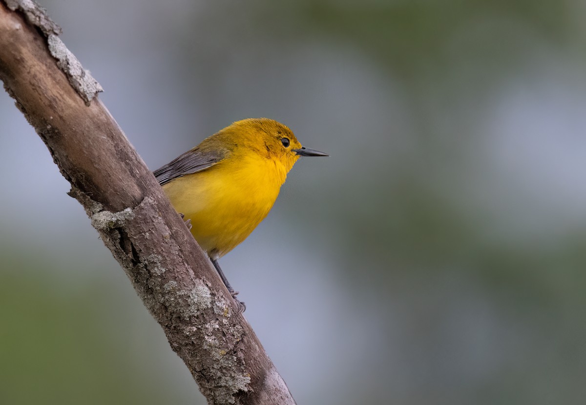 Prothonotary Warbler - ML619755366