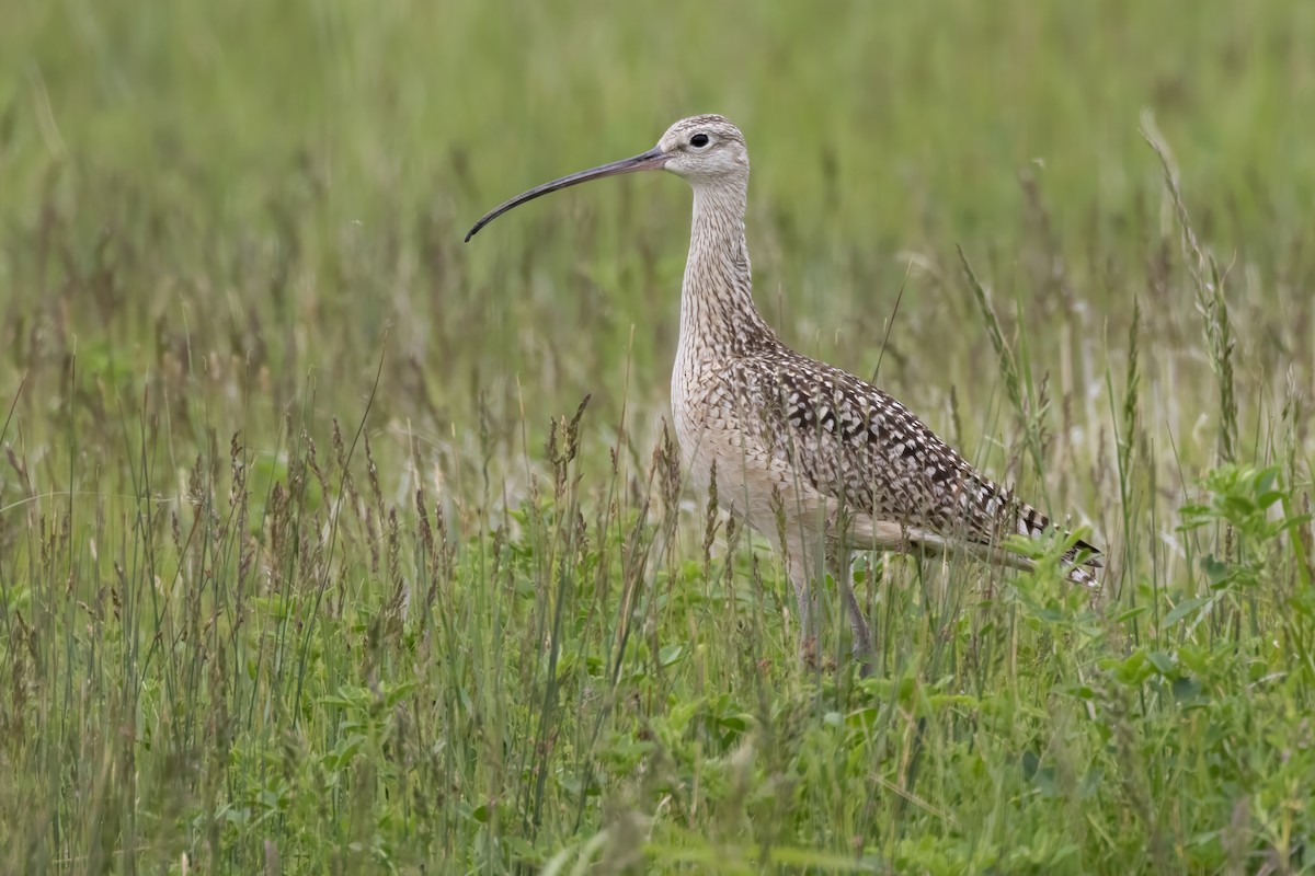 Long-billed Curlew - ML619755432