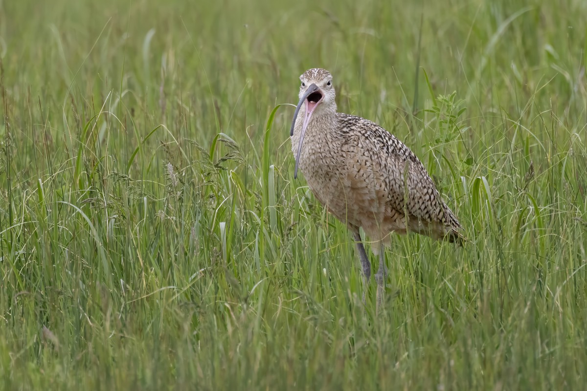 Long-billed Curlew - ML619755433