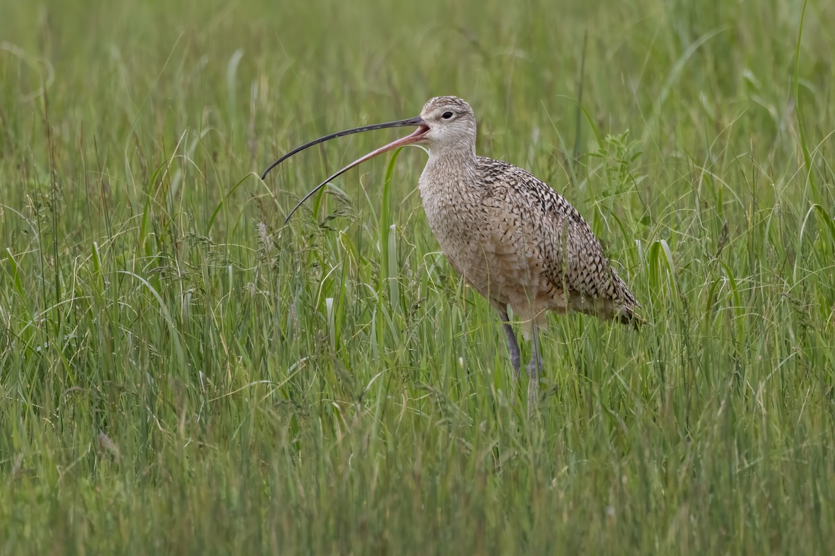 Long-billed Curlew - ML619755434