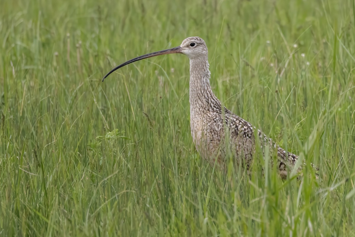 Long-billed Curlew - ML619755435