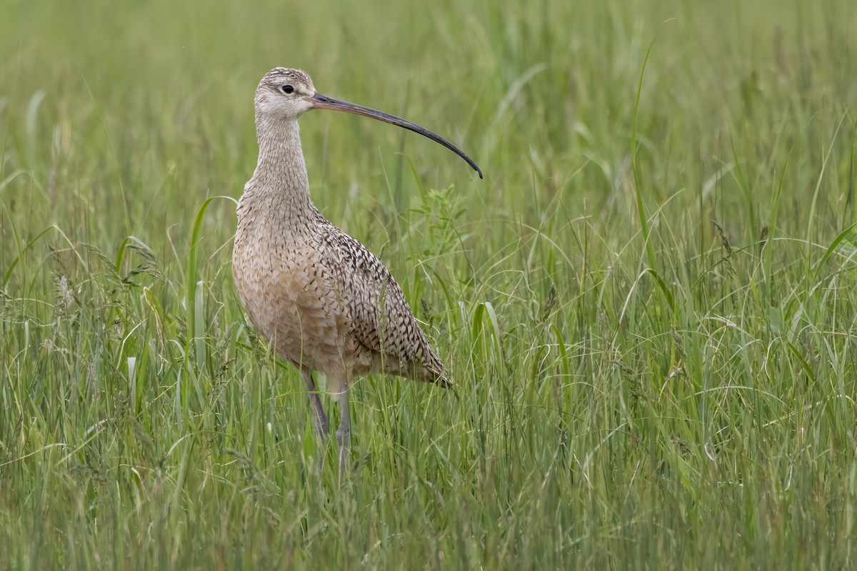 Long-billed Curlew - ML619755436