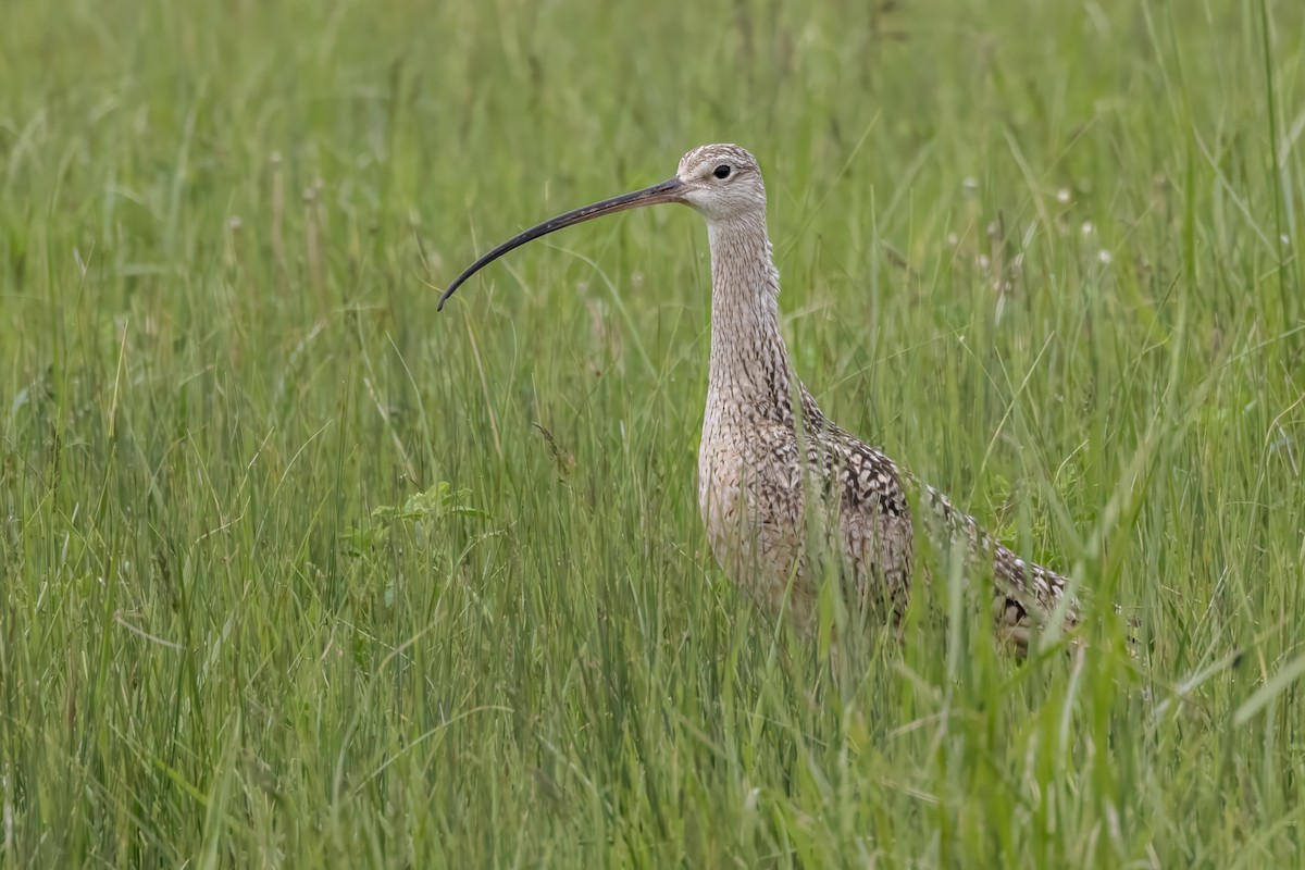 Long-billed Curlew - ML619755437