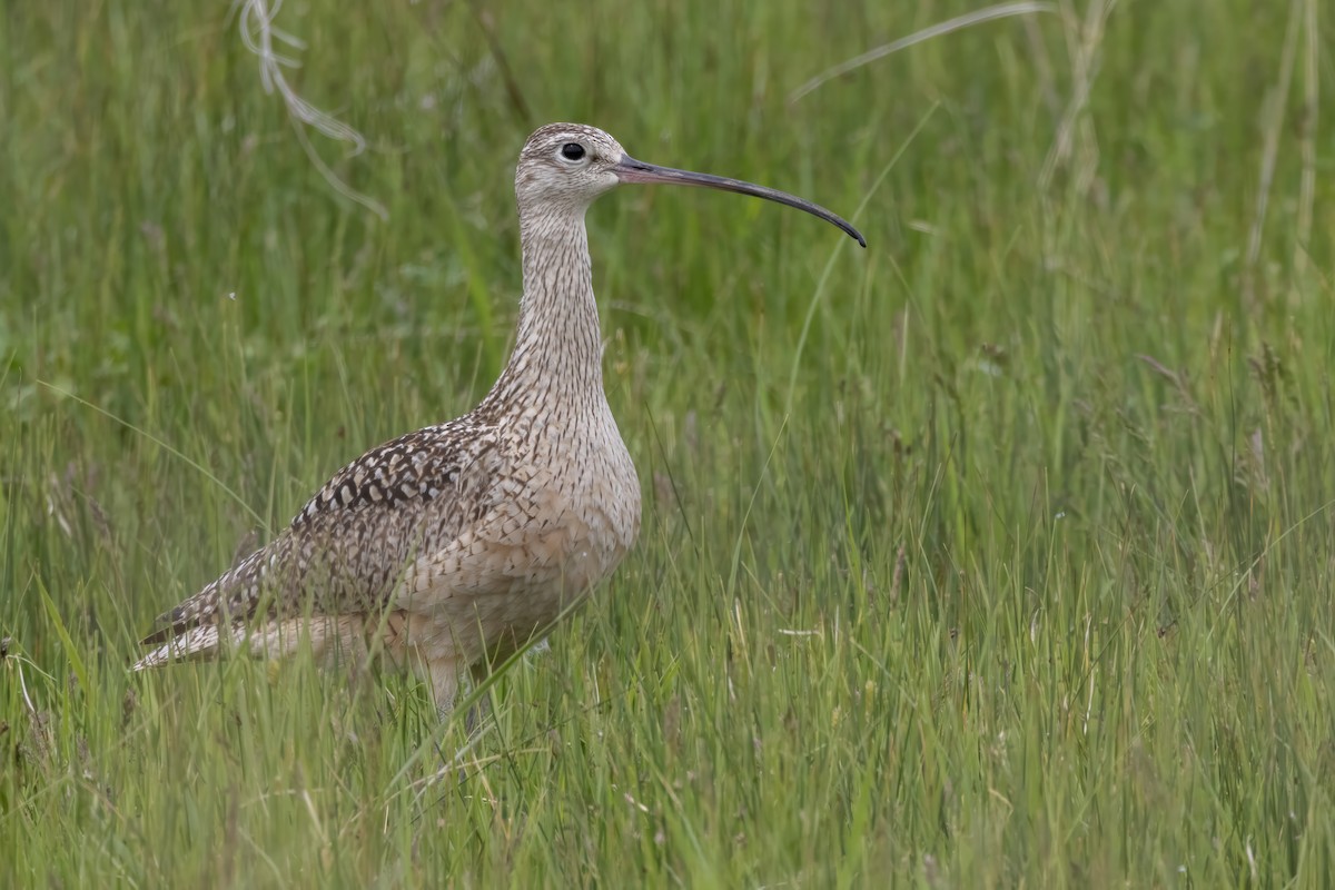 Long-billed Curlew - ML619755438