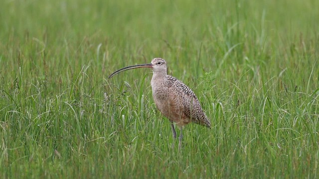 Long-billed Curlew - ML619755463