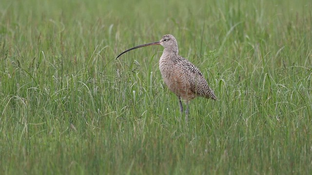 Long-billed Curlew - ML619755464