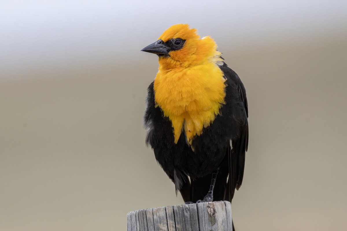 Yellow-headed Blackbird - ML619755469