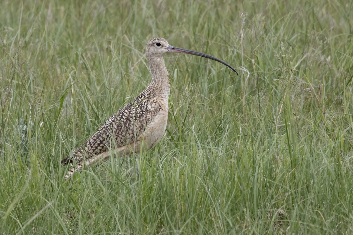 Long-billed Curlew - ML619755508