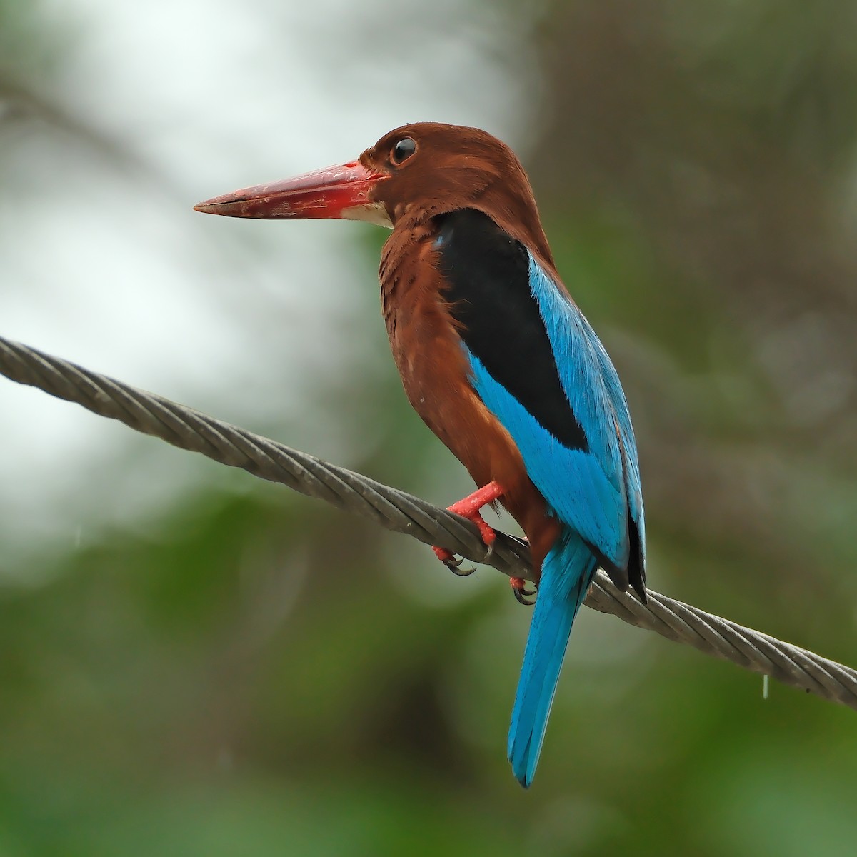 Brown-breasted Kingfisher - ML619755513