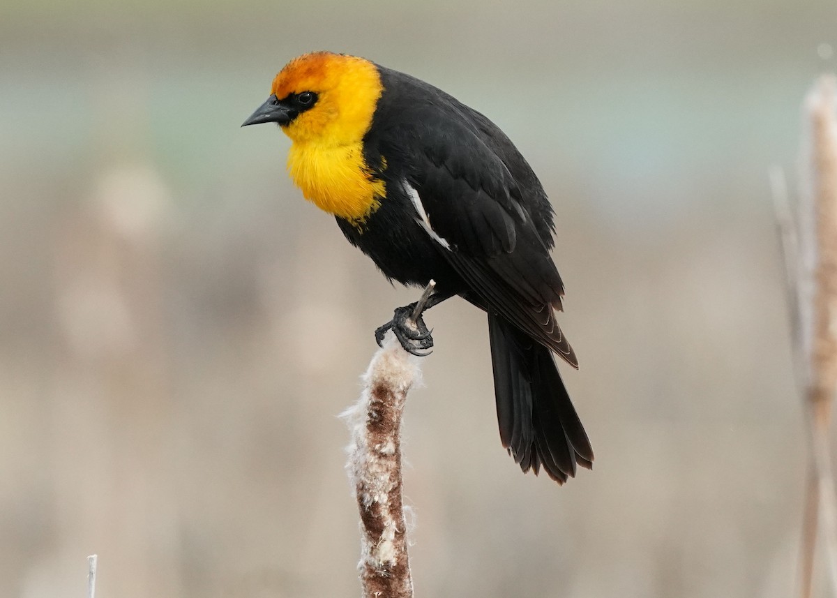 Yellow-headed Blackbird - ML619755525