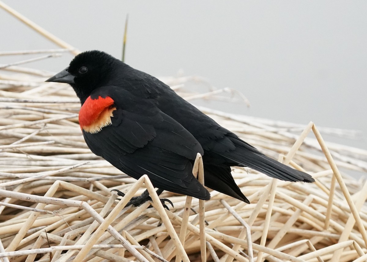 Red-winged Blackbird - ML619755528