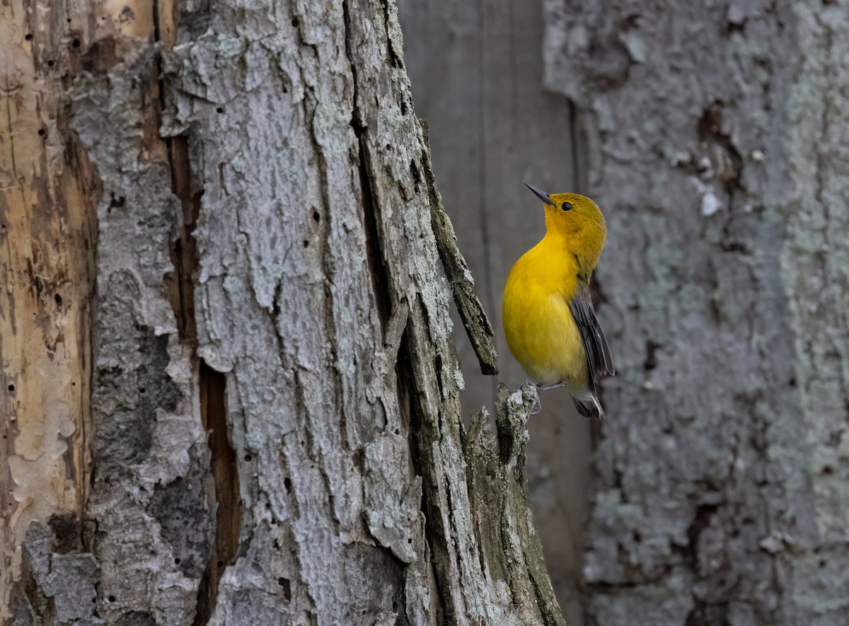 Prothonotary Warbler - ML619755530