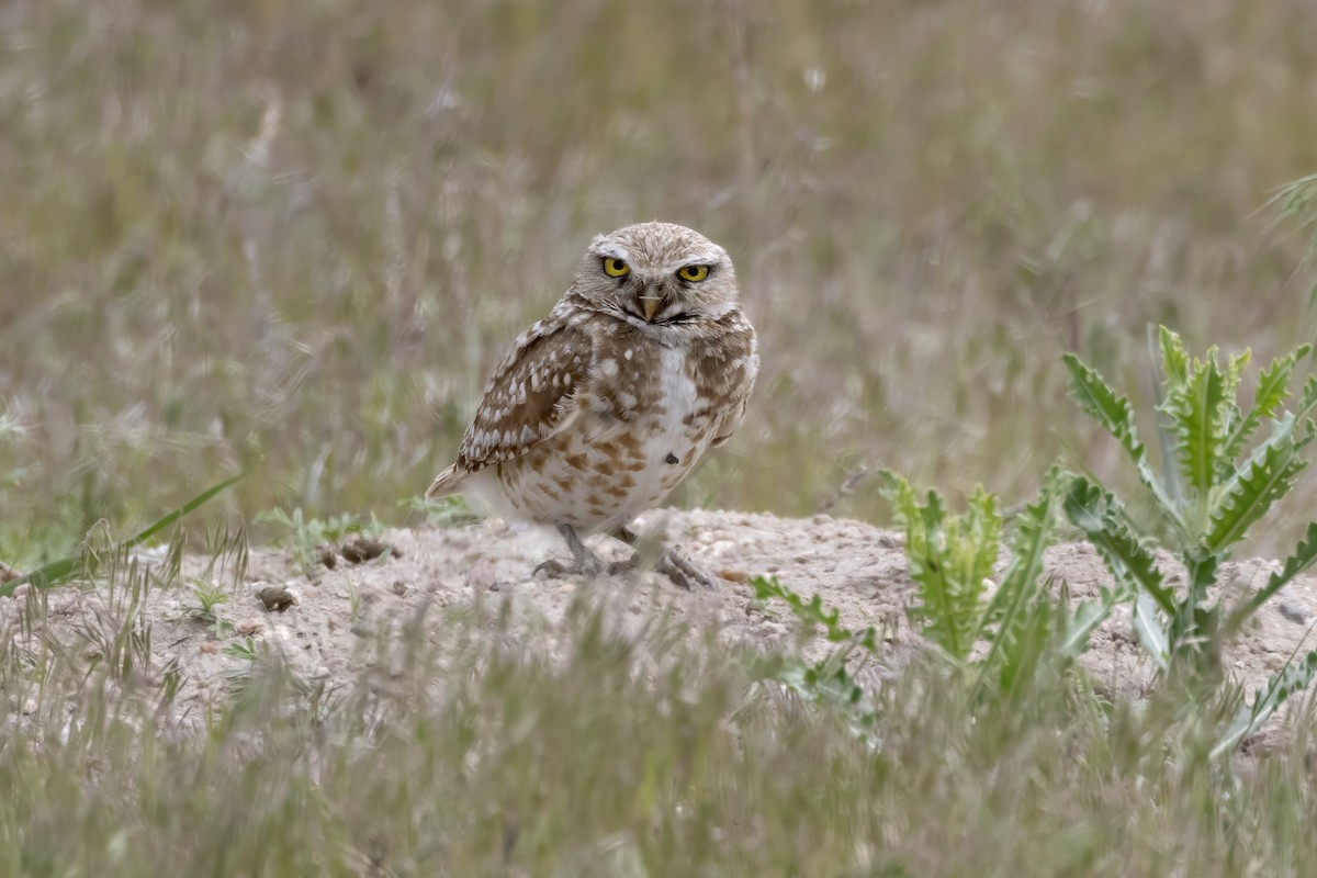 Burrowing Owl - ML619755533