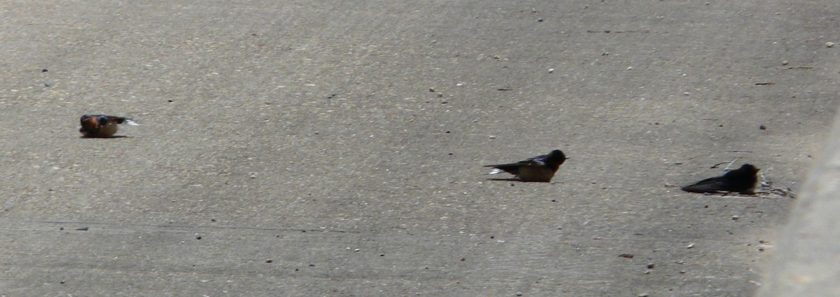 Barn Swallow (American) - ML619755541