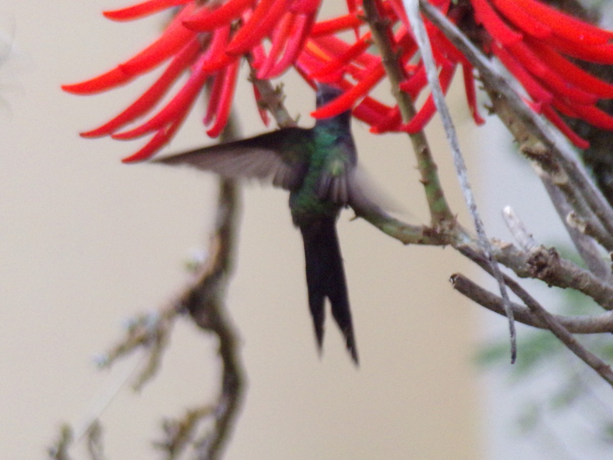 Swallow-tailed Hummingbird - ML619755611