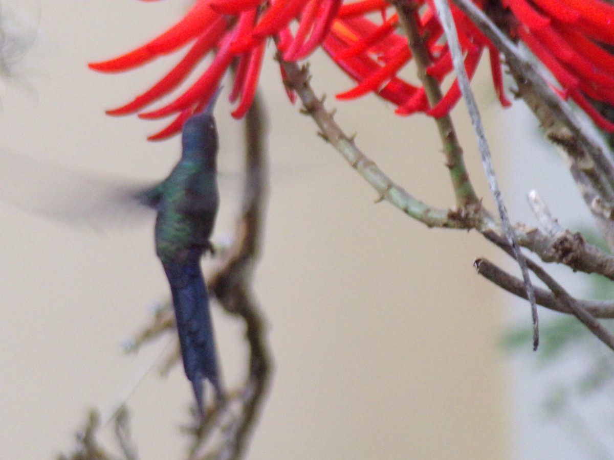 Swallow-tailed Hummingbird - ML619755612