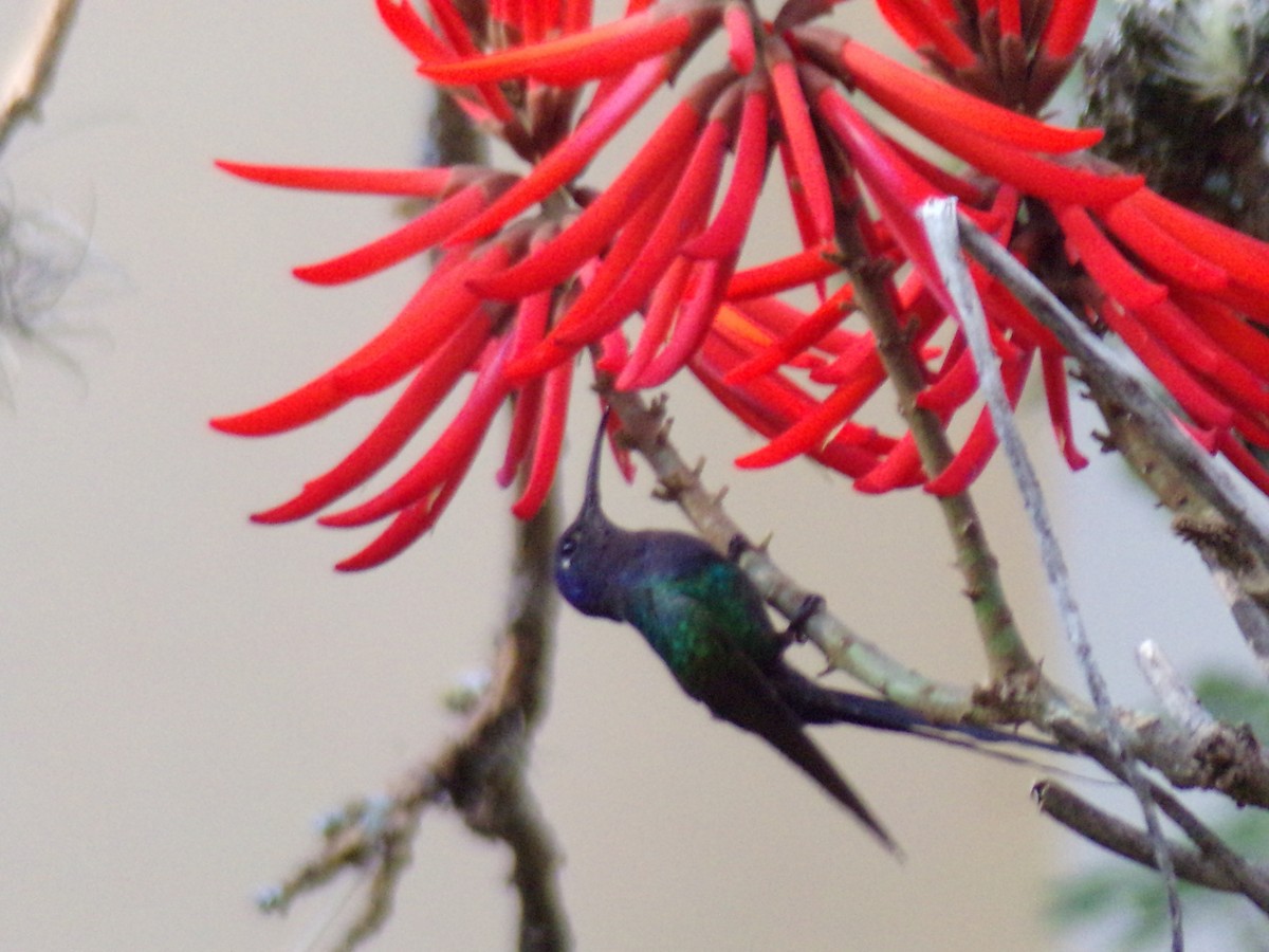 Swallow-tailed Hummingbird - ML619755613