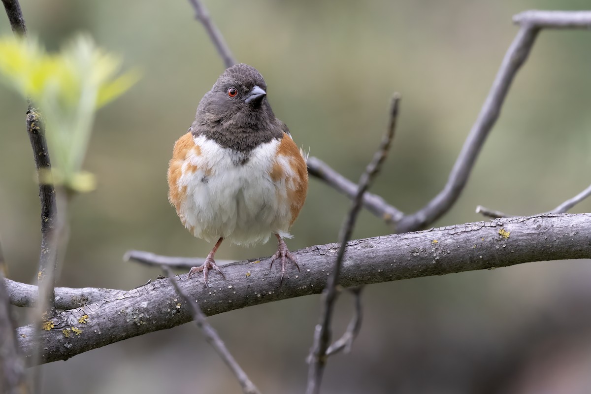 Spotted Towhee - ML619755618