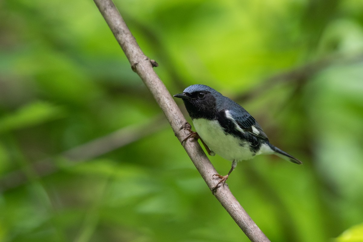 Black-throated Blue Warbler - ML619755619